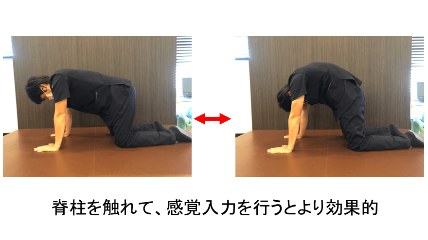 脊柱の屈伸