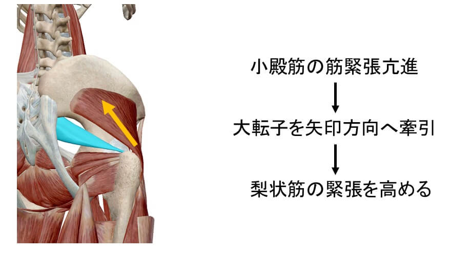 小殿筋と梨状筋の関係